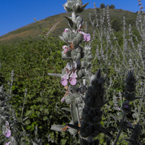 Stachys viticina unspecified picture