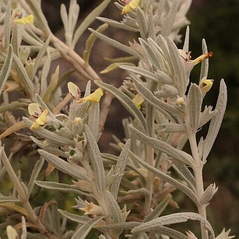 Stachys flavescens unspecified picture