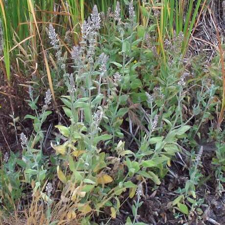 Stachys albens unspecified picture