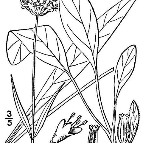 Succisella unspecified picture