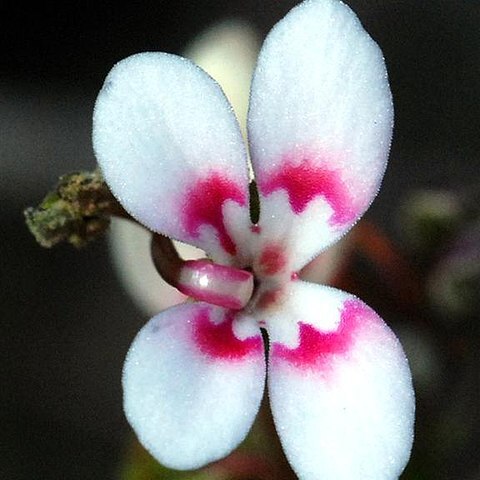 Stylidium dichotomum unspecified picture