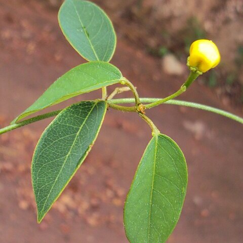 Stigmaphyllon ciliatum unspecified picture