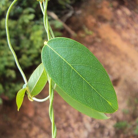 Stigmaphyllon ciliatum unspecified picture