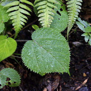 Dendrocnide cordifolia unspecified picture