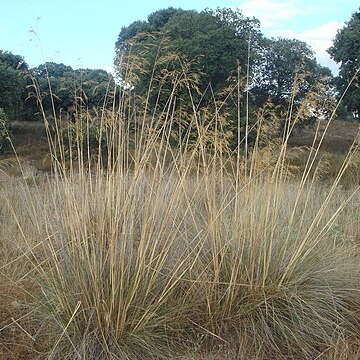 Stipa gigantea unspecified picture