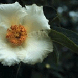 Stewartia ovata unspecified picture