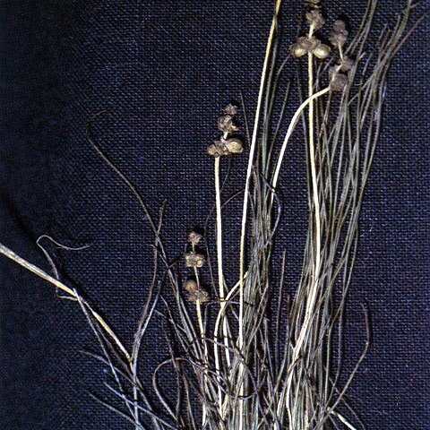 Stuckenia filiformis unspecified picture