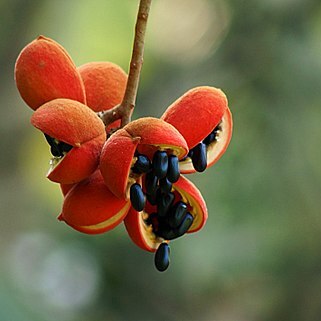 Sterculia guttata unspecified picture