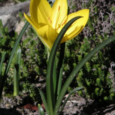 Sternbergia unspecified picture