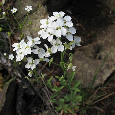 Stevenia cheiranthoides unspecified picture