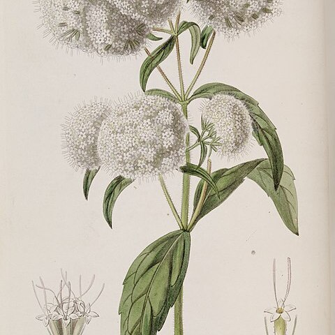 Stevia ovata unspecified picture