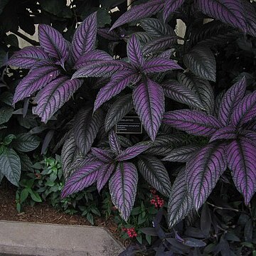 Strobilanthes anisophylla unspecified picture