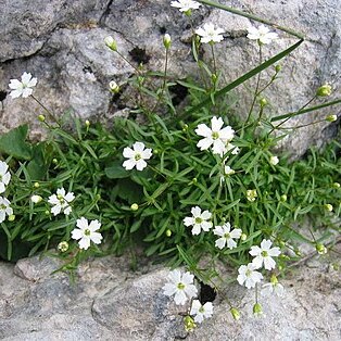 Silene pusilla unspecified picture