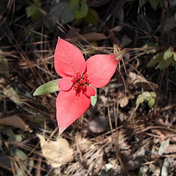 Euphorbia strigosa unspecified picture