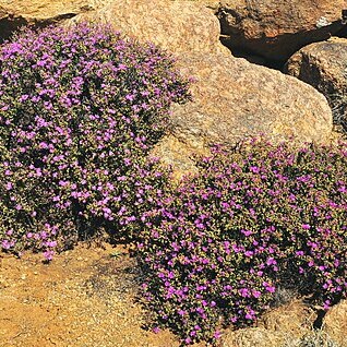 Drosanthemum unspecified picture