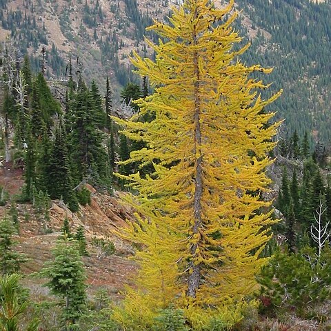 Larix lyallii unspecified picture