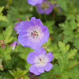 Geranium wallichianum unspecified picture