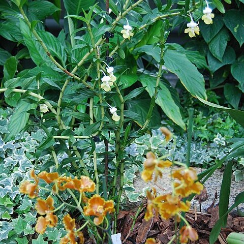 Dendrobium ellipsophyllum unspecified picture