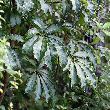 Schefflera digitata unspecified picture