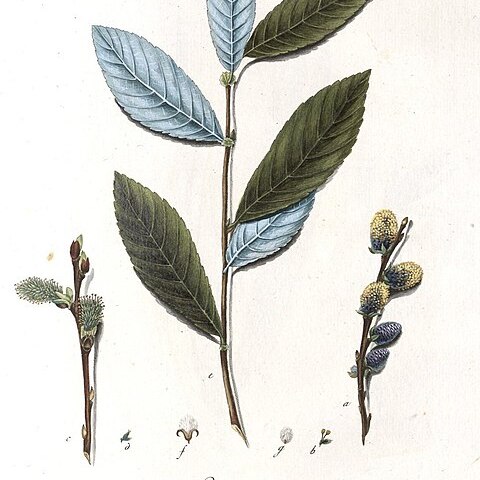 Salix cheilophila unspecified picture