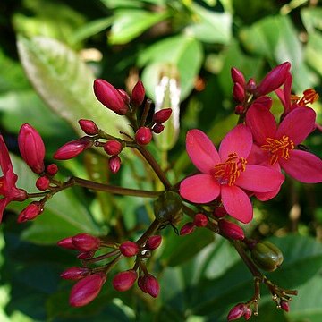 Jatropha unspecified picture