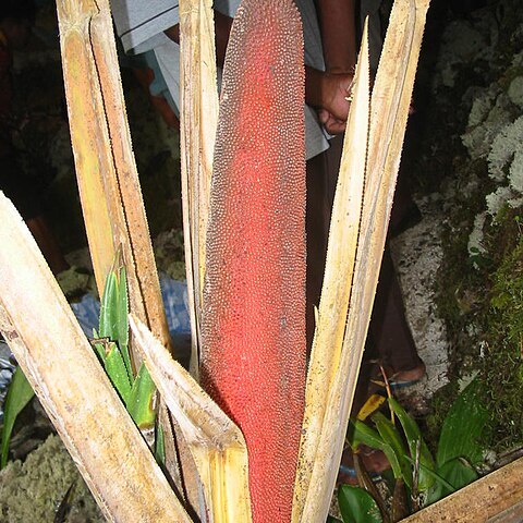 Pandanus conoideus unspecified picture