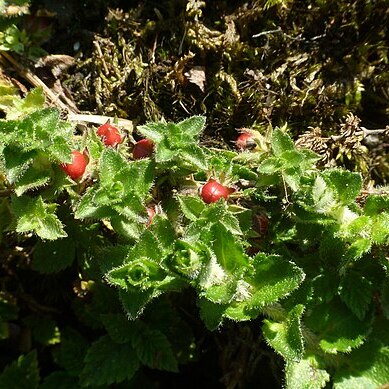 Hemiphragma heterophyllum unspecified picture