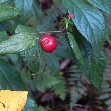 Aristotelia australasica unspecified picture