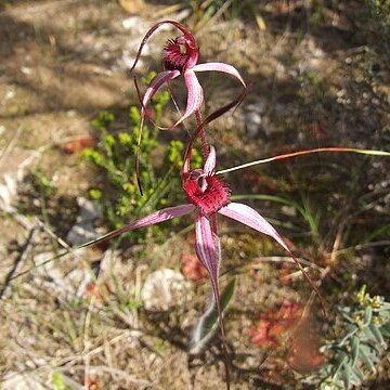 Caladenia cruciformis unspecified picture