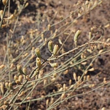 Reseda scoparia unspecified picture