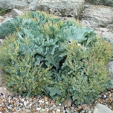 Crambe unspecified picture