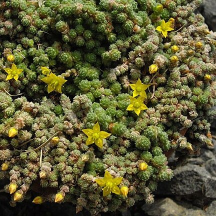 Sedum humifusum unspecified picture