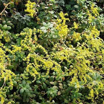 Sedum hultenii unspecified picture