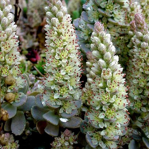 Orostachys malacophylla unspecified picture