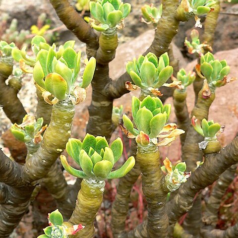 Sedum torulosum unspecified picture