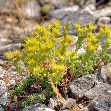 Sedum urvillei unspecified picture