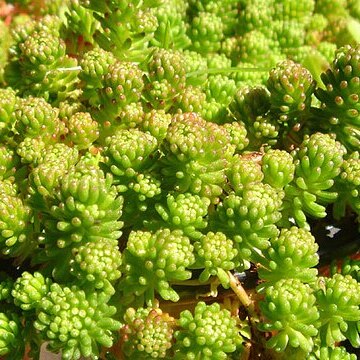 Sedum lydium unspecified picture