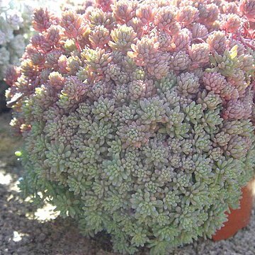 Sedum lydium unspecified picture