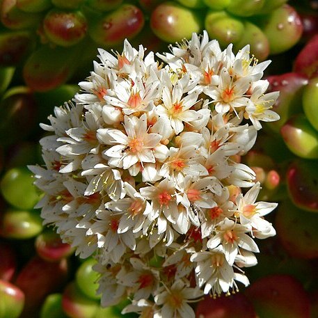 Sedum lucidum unspecified picture