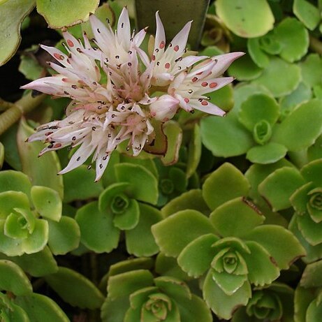 Phedimus spurius (m.bieb.) 't unspecified picture