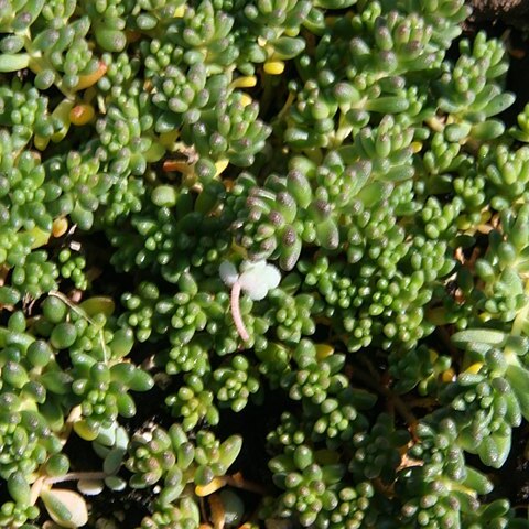 Sedum stefco unspecified picture