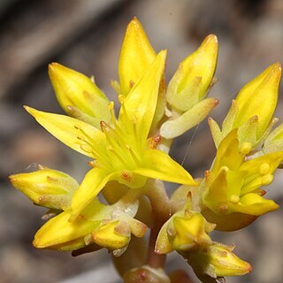 Sedum rupicola unspecified picture