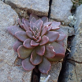 Sedum cyprium unspecified picture