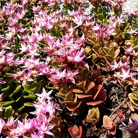 Phedimus obtusifolius (c.a.mey.) 't unspecified picture