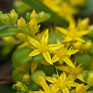 Sedum formosanum unspecified picture