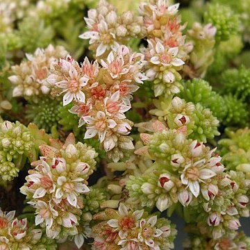 Sedum gracile unspecified picture