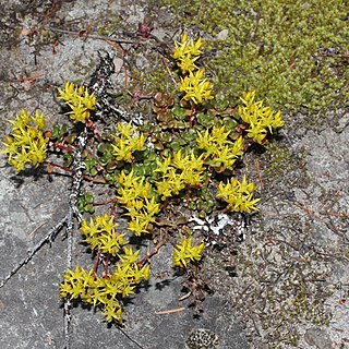 Sedum oreganum unspecified picture