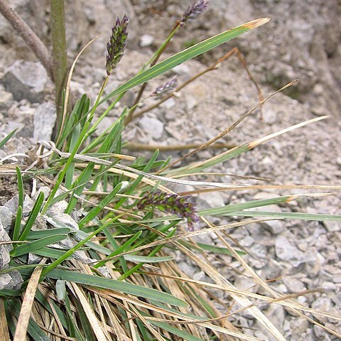 Sesleria albicans unspecified picture