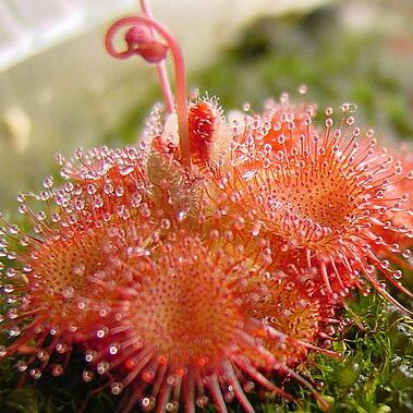 Drosera sessilifolia unspecified picture