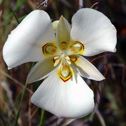 Calochortus unspecified picture